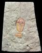 Bathycheilus & Euloma Trilobite Association- Zagora, Morocco #45105-1